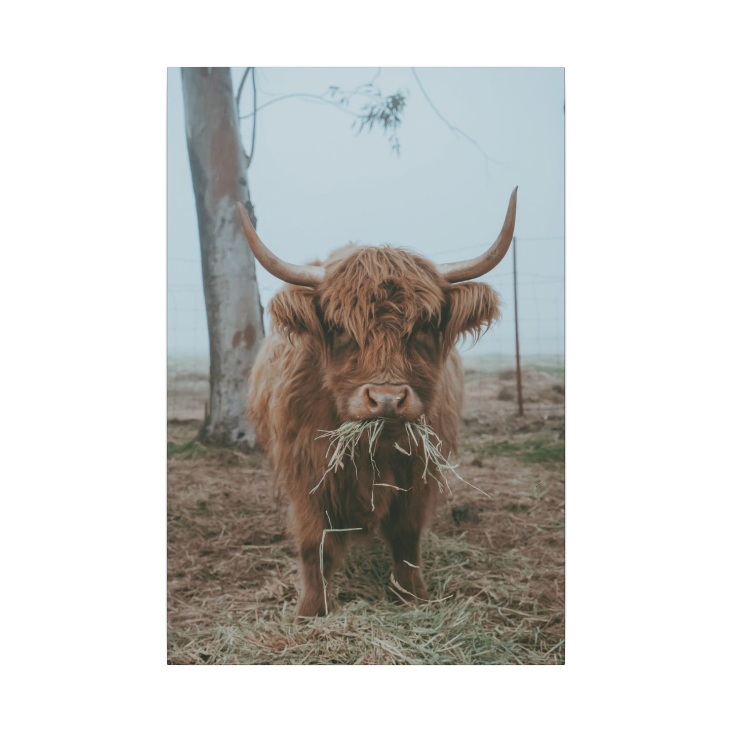 Fog & Forage Canvas Print