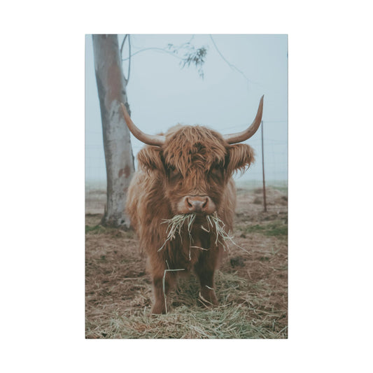 Fog & Forage Canvas Print