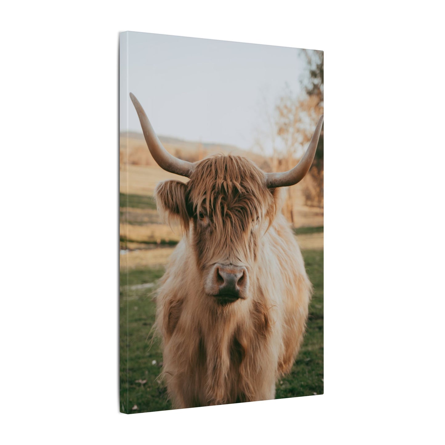 Sun-kissed Matilda Canvas Print