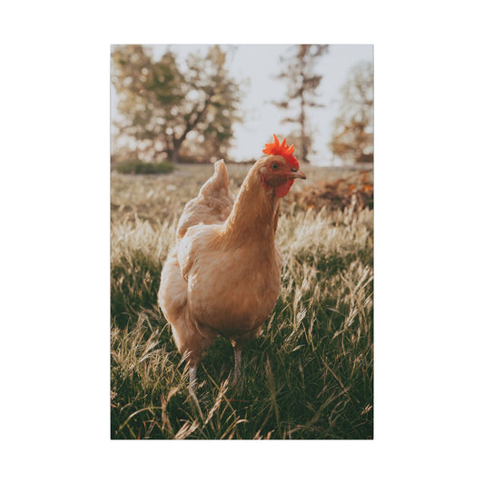 Buff Orpington Foraging – Canvas Print