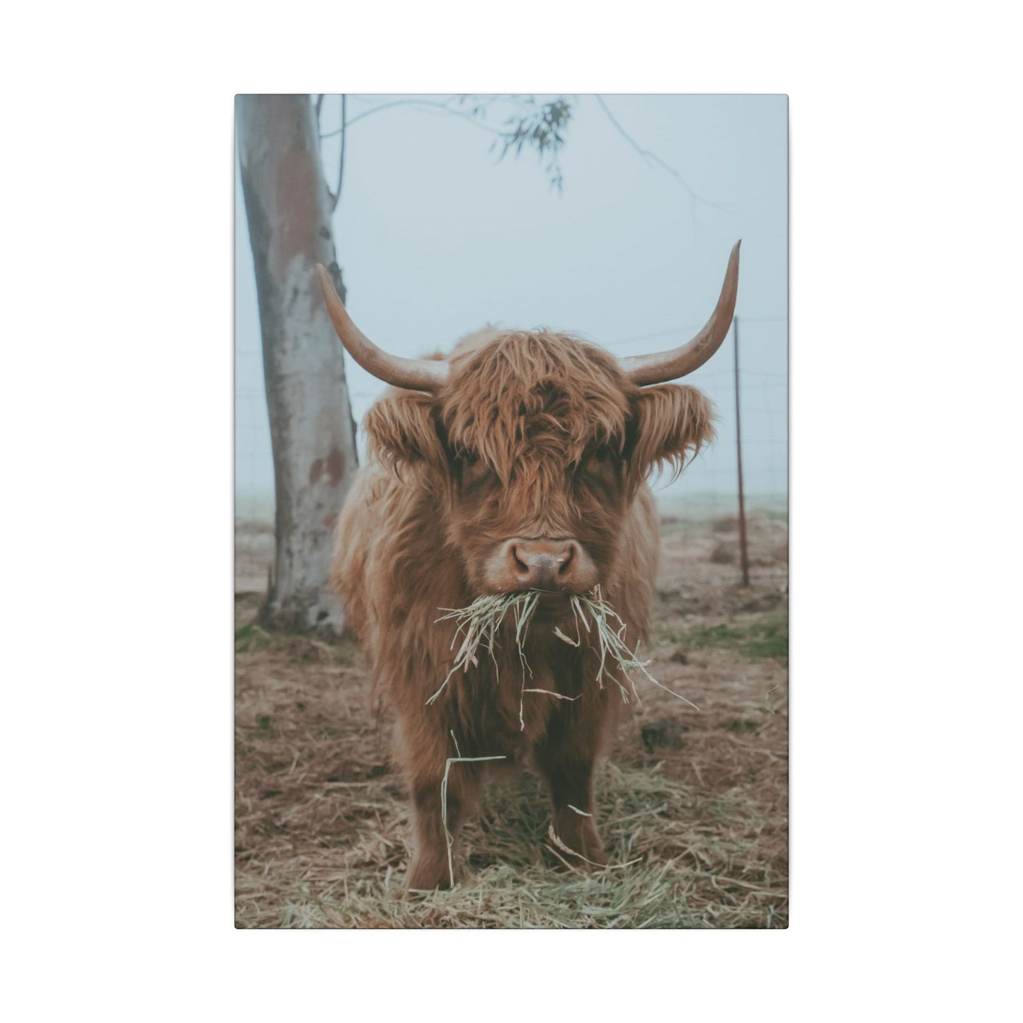 Fog & Forage Canvas Print