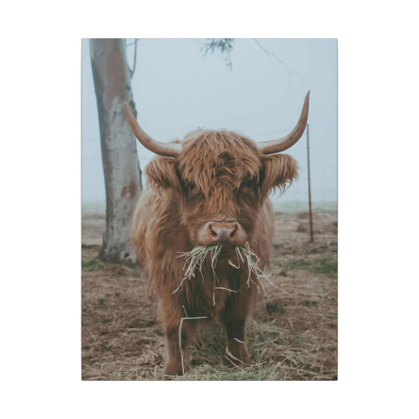 Fog & Forage Canvas Print