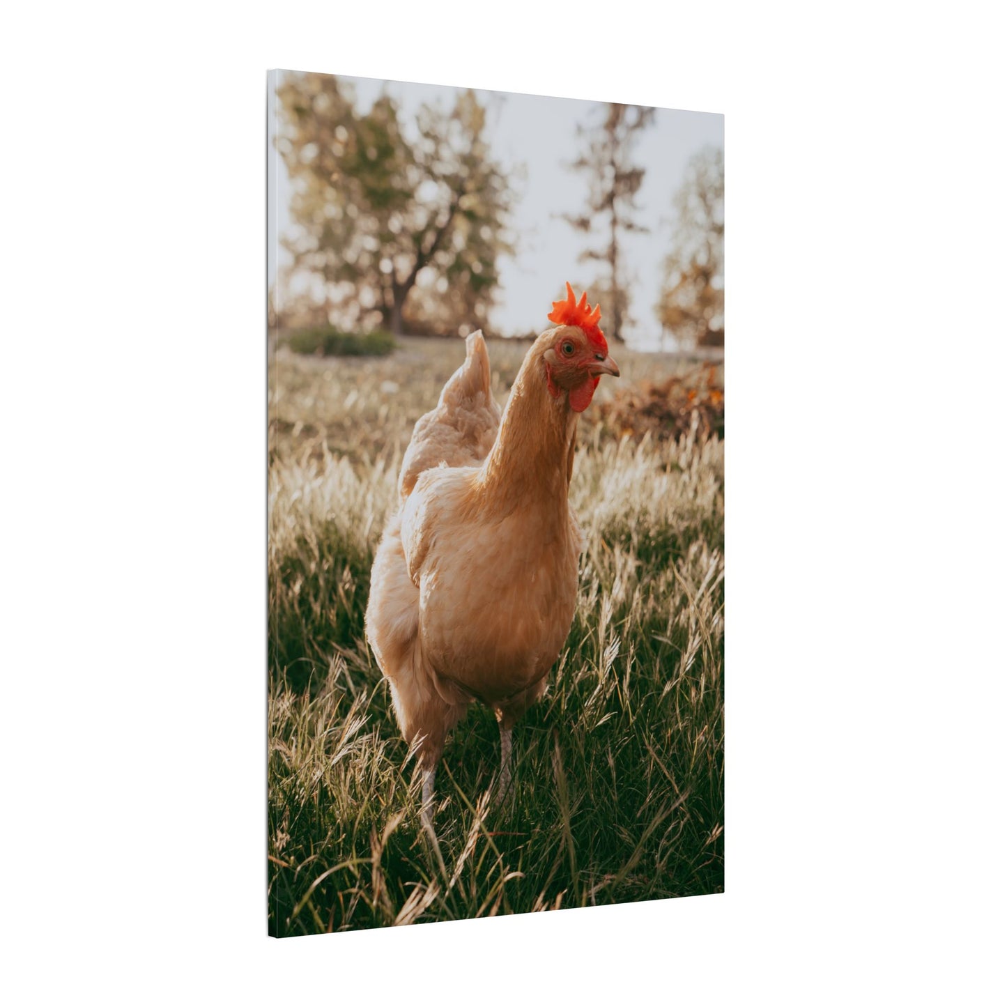 Buff Orpington Foraging – Canvas Print