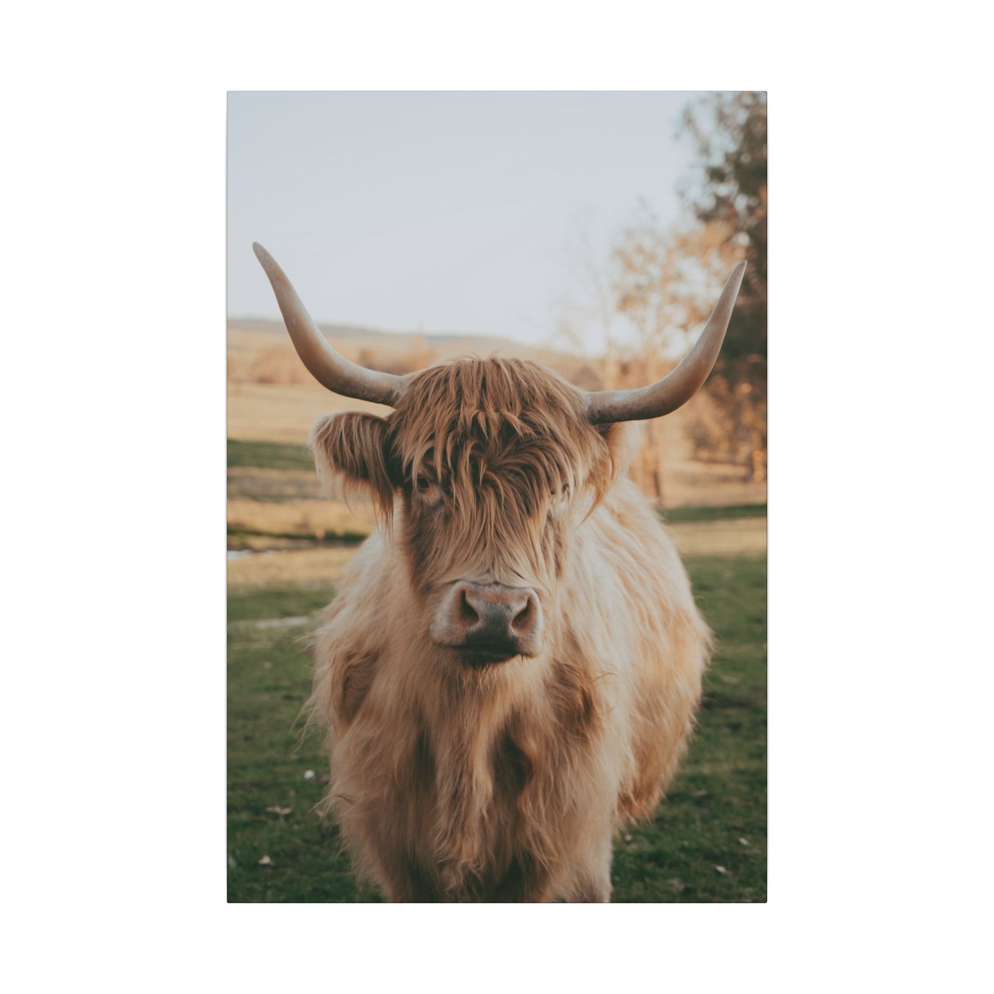 Sun-kissed Matilda Canvas Print