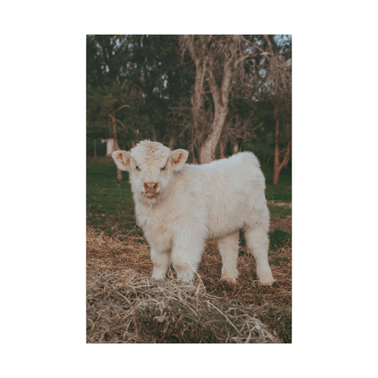 Fluffy Clyde Canvas Print