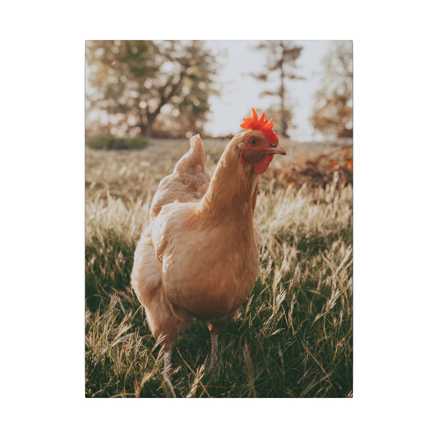 Buff Orpington Foraging – Canvas Print