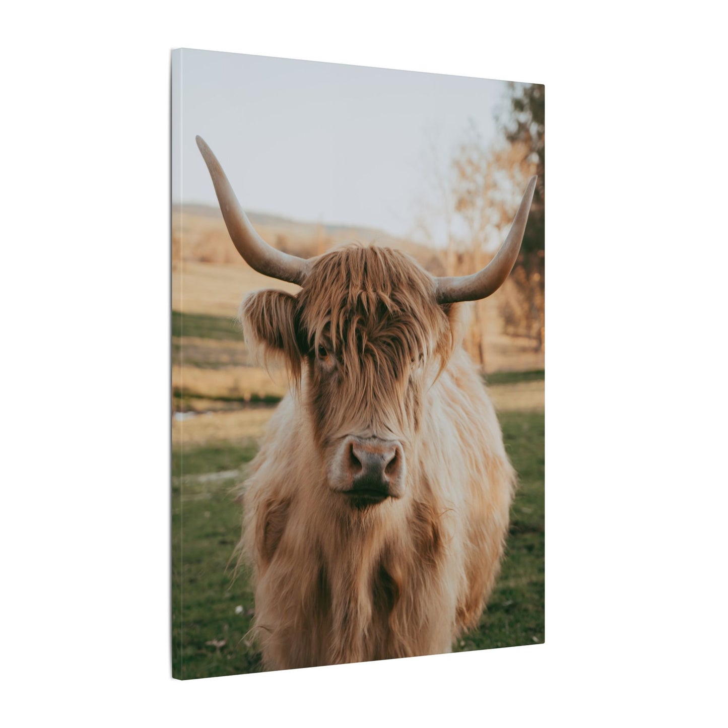 Sun-kissed Matilda Canvas Print