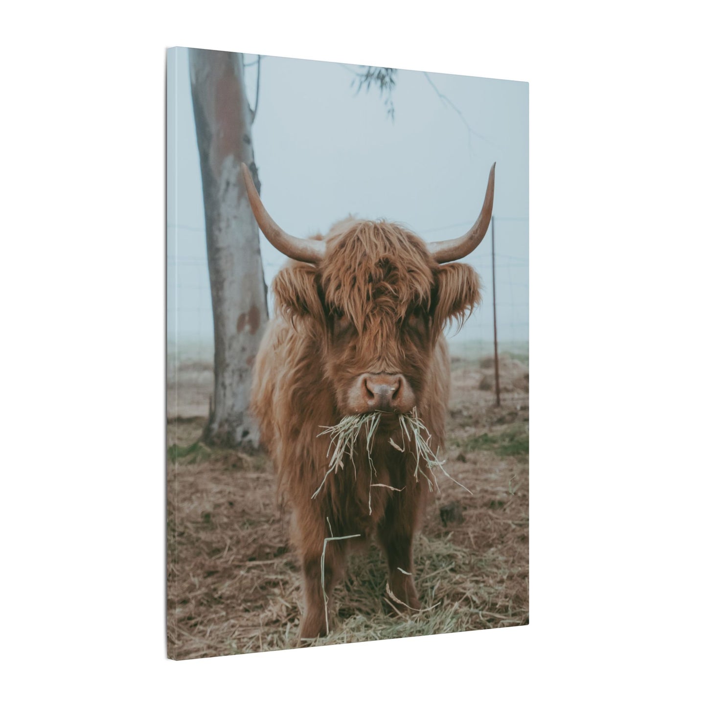 Fog & Forage Canvas Print