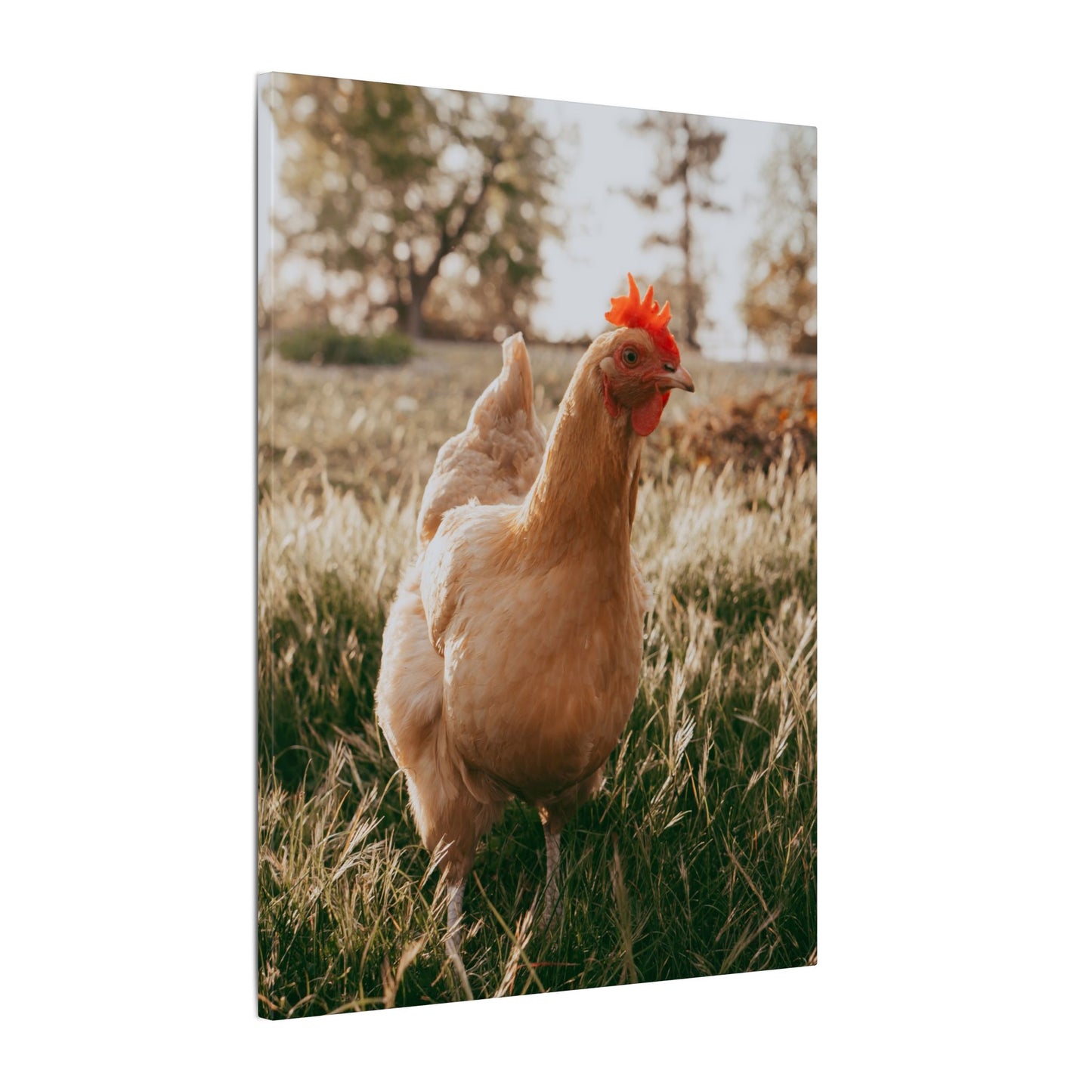 Buff Orpington Foraging – Canvas Print