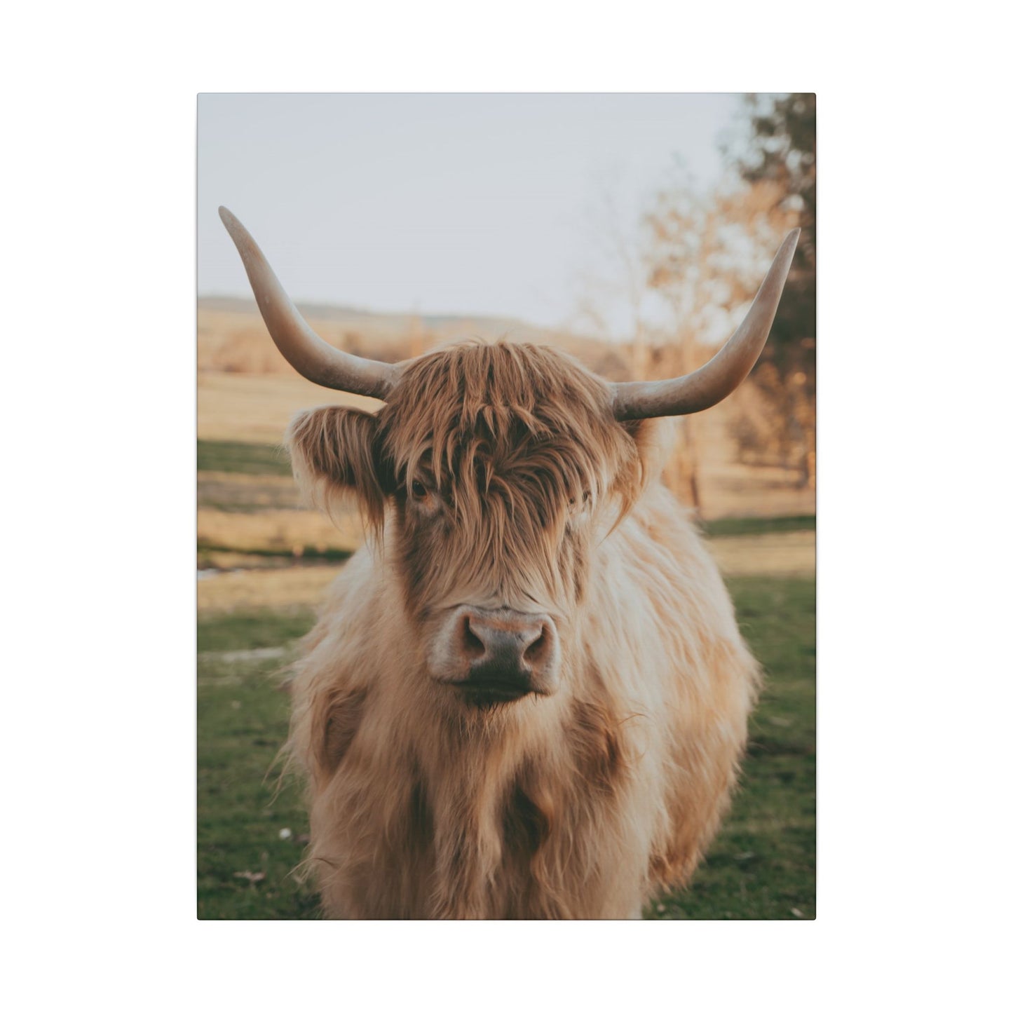Sun-kissed Matilda Canvas Print