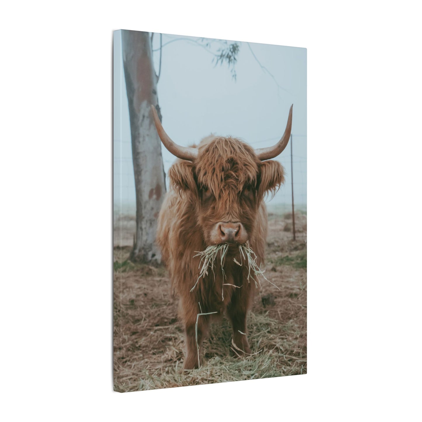 Fog & Forage Canvas Print