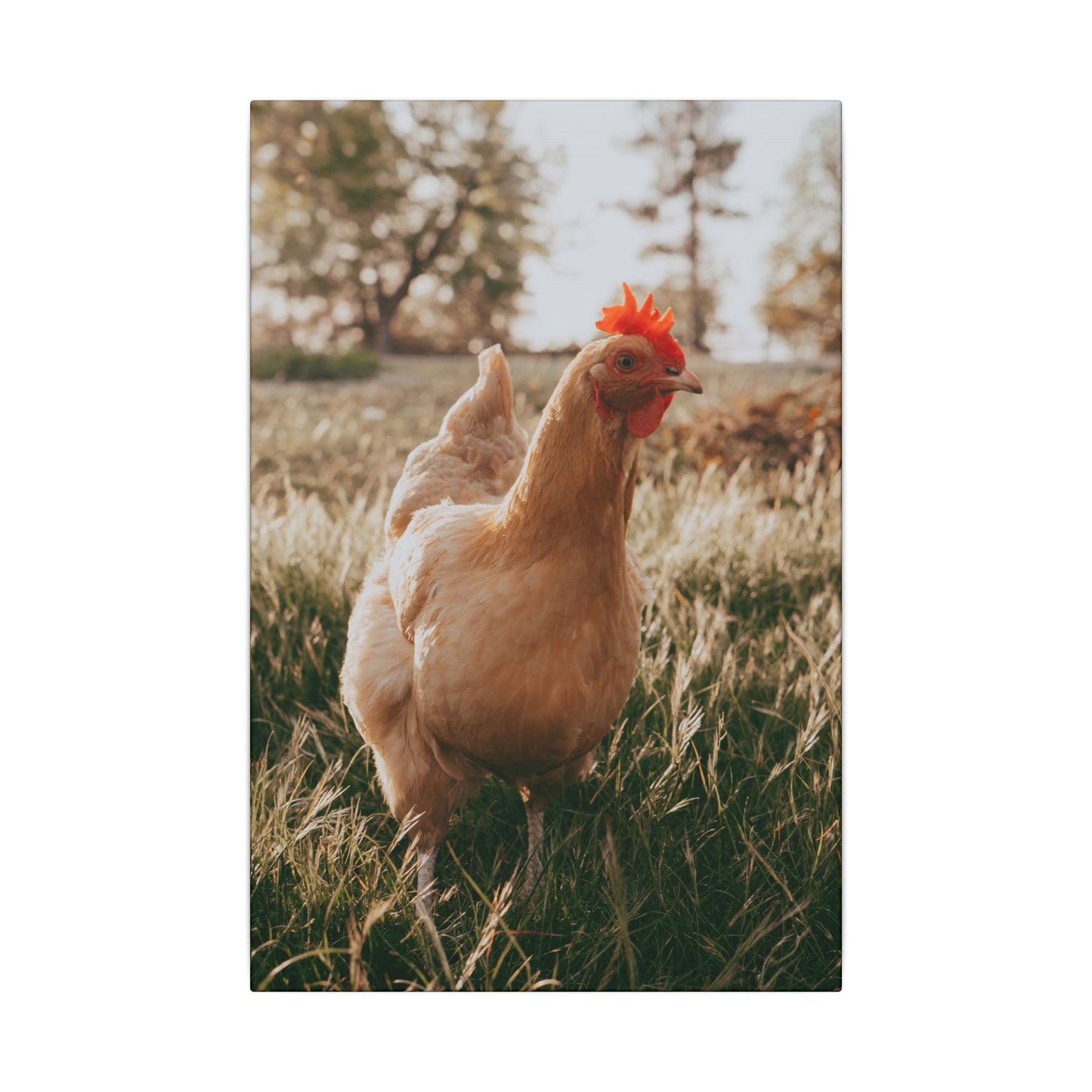 Buff Orpington Foraging – Canvas Print