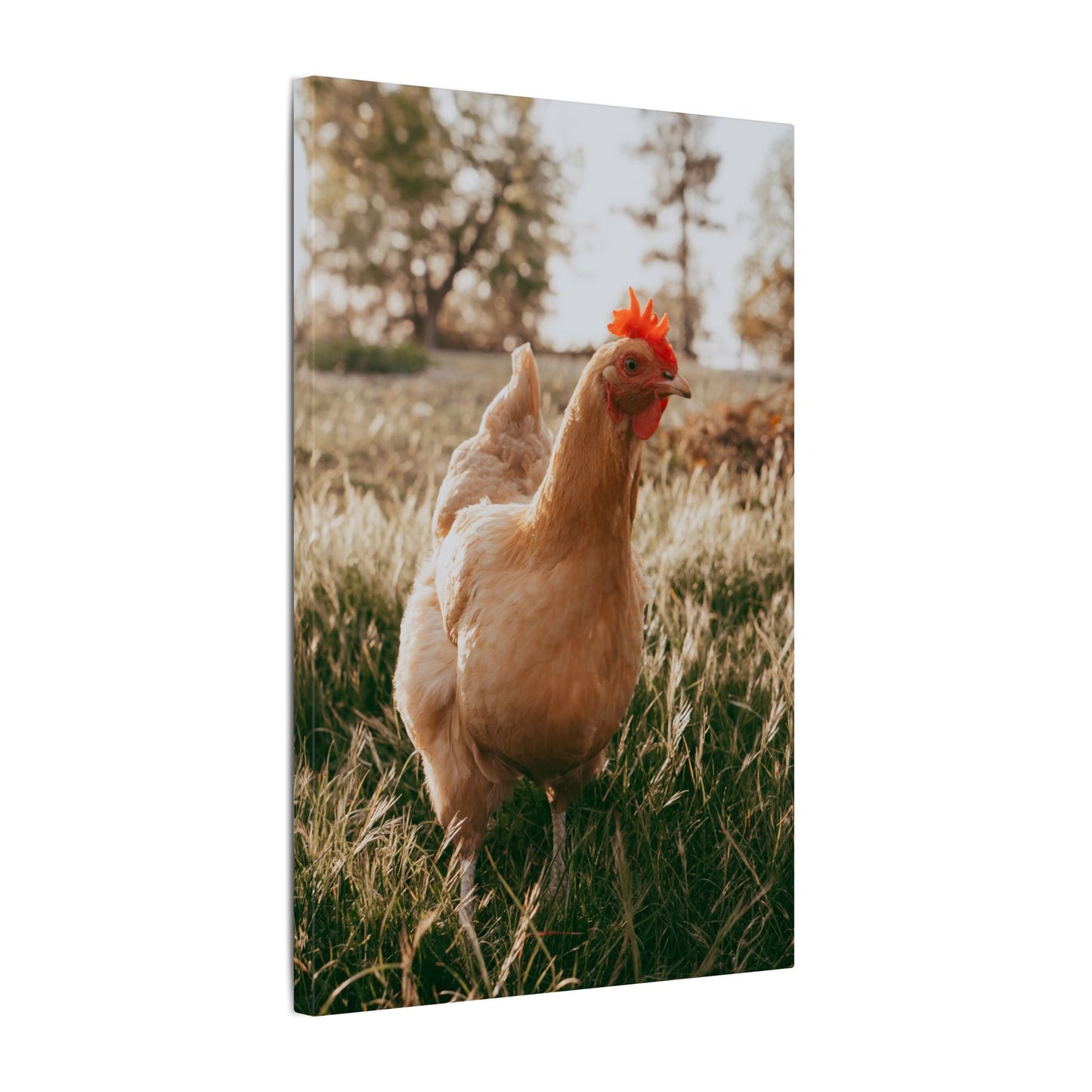 Buff Orpington Foraging – Canvas Print