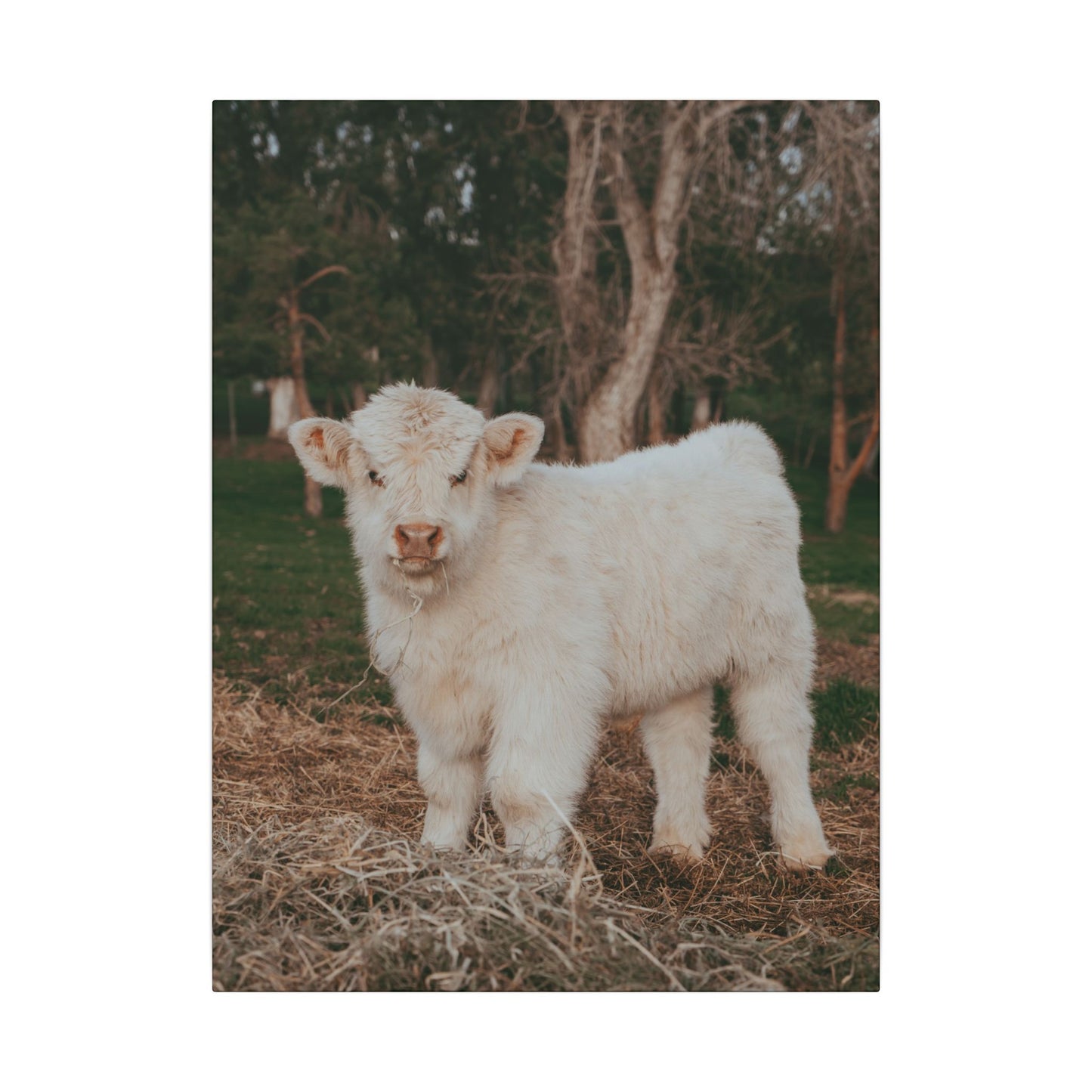 Fluffy Clyde Canvas Print