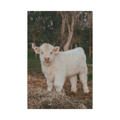 Fluffy Clyde Canvas Print