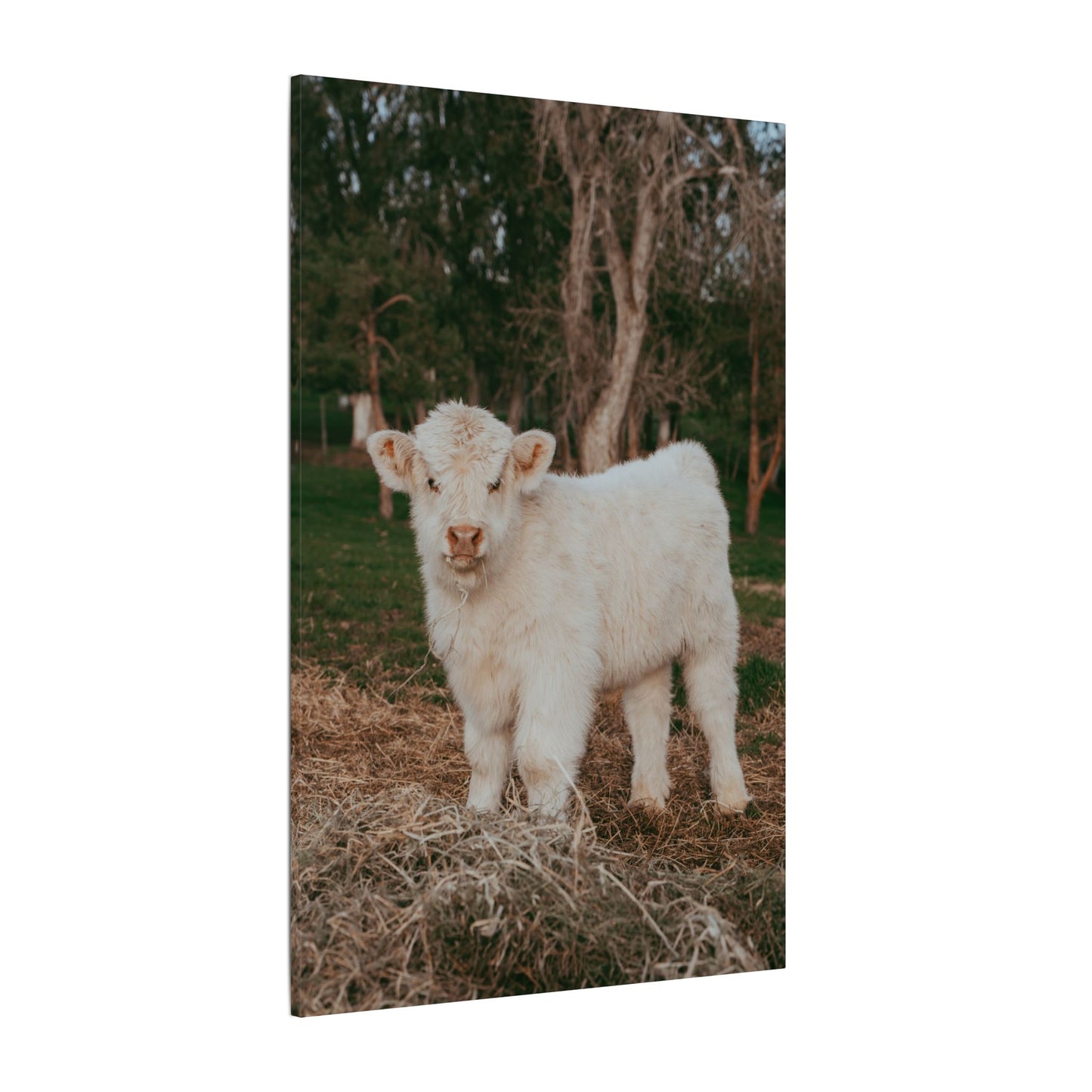 Fluffy Clyde Canvas Print