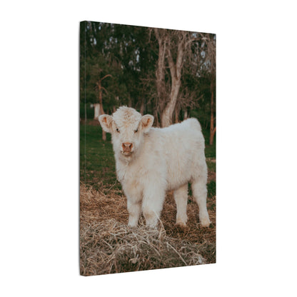 Fluffy Clyde Canvas Print