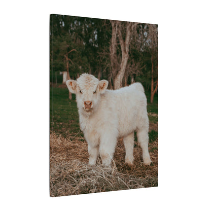 Fluffy Clyde Canvas Print