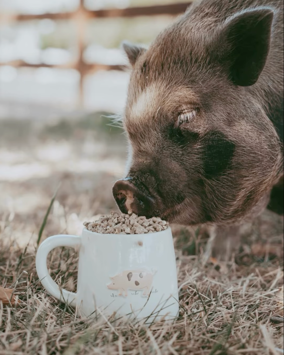 Bramble Farm Pig Stoneware Mug In Gift Box