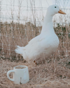 Duck Mug